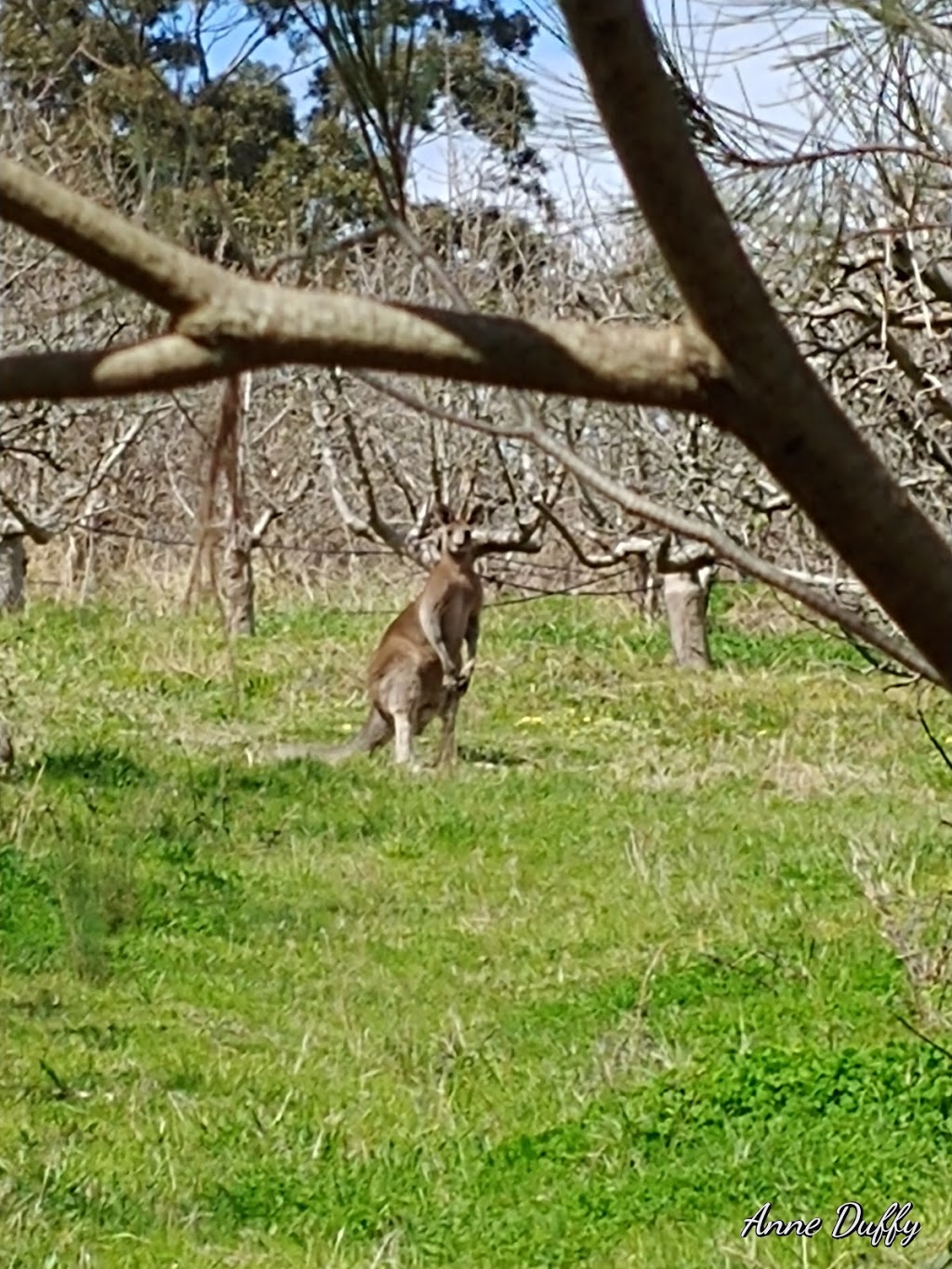 Pettys Orchards | park | 1 Homestead Rd, Templestowe VIC 3106, Australia