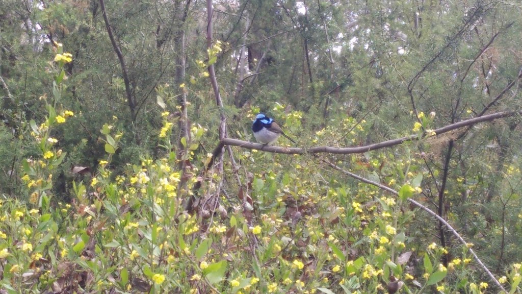 F Oswin Robert Koala Reserve | Phillip Island VIC 3923, Australia