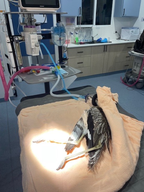 Minjerribah Wildlife Veterinary and Conservation Foundation | 8 Bingle Rd, Dunwich QLD 4183, Australia | Phone: (07) 3487 1009