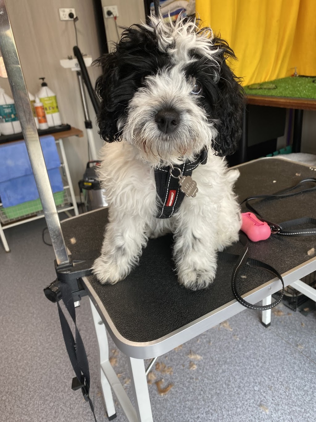 Annas Dog Grooming | 8 Chevrolet Pl, Ingleburn NSW 2565, Australia | Phone: 0412 564 412
