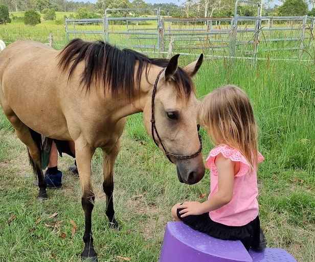 Hands On Horses Australia | 82 Border Gate Rd, Cottonvale QLD 4375, Australia | Phone: 0417 579 264