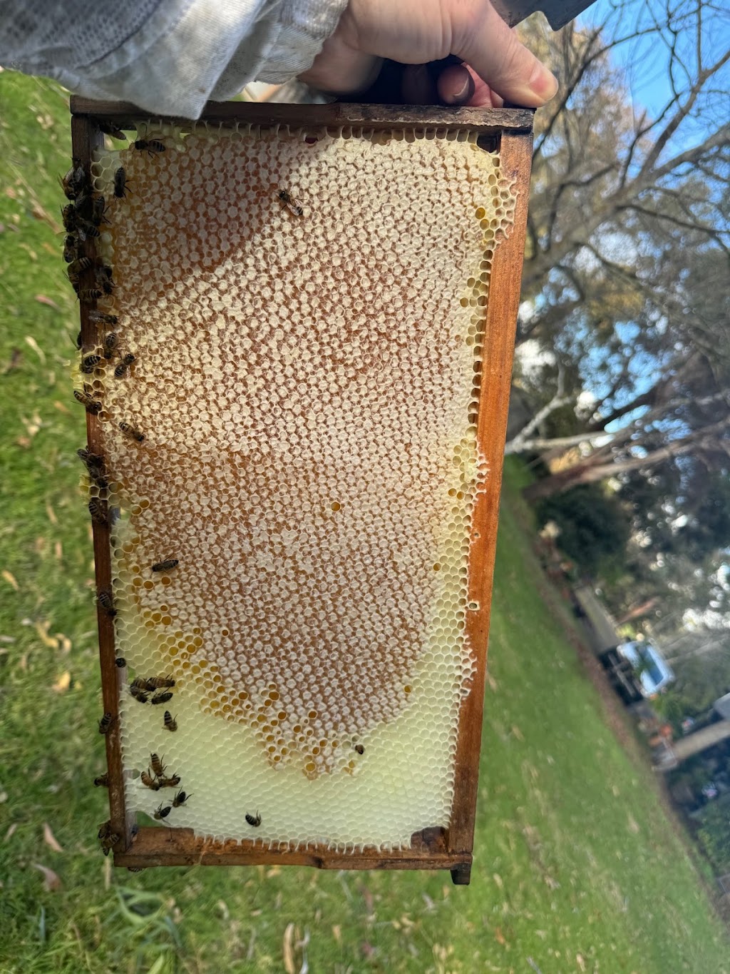 Tarnagulla Honey | 159 Hendersons Rd, Bittern VIC 3918, Australia | Phone: 0417 023 927