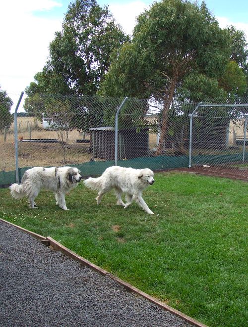 Koroit Pet Resort | store | 222 Penshurst-Warrnambool Rd, Koroit VIC 3282, Australia | 0355658662 OR +61 3 5565 8662