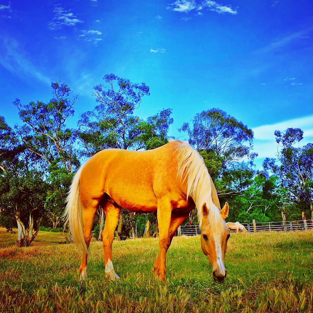 Hard Hill Farm | 21 Claypit Rd, Strangways VIC 3461, Australia | Phone: 0438 664 722