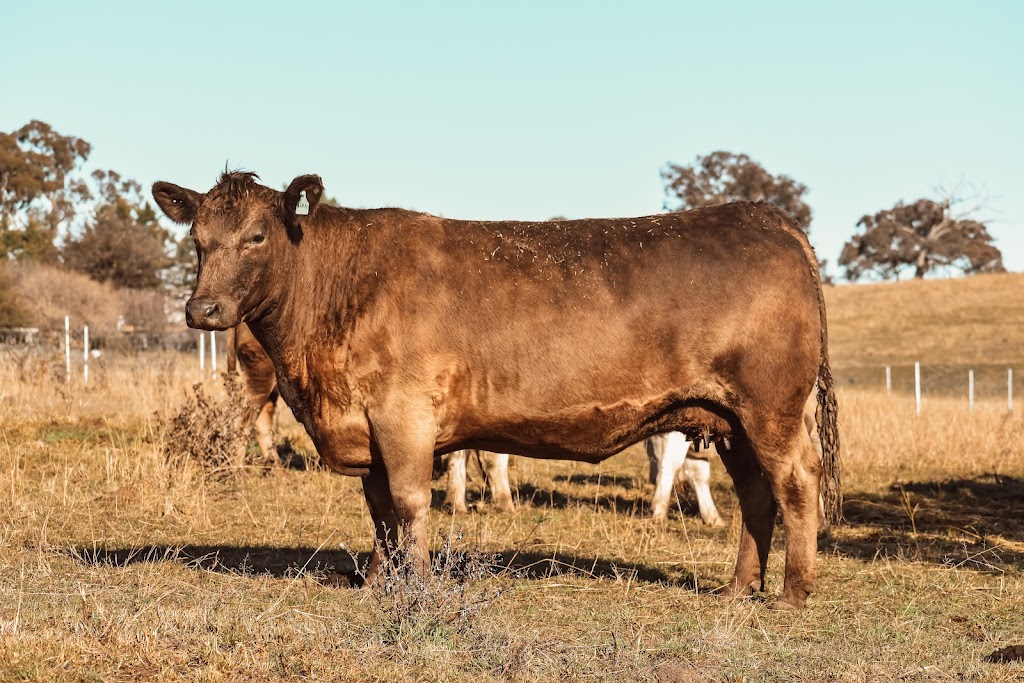 Glanmire Murray Grey Stud | 167 St Anthonys Creek Rd, Glanmire NSW 2795, Australia | Phone: 0437 792 920