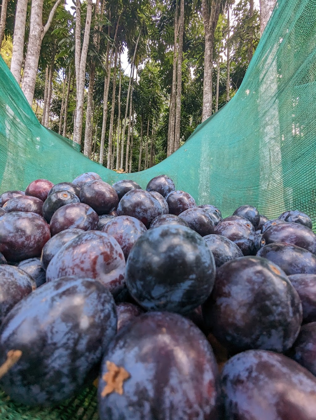 Hinterland Harvest | 9B Noble Rd, Blue Knob NSW 2480, Australia | Phone: 0450 604 357
