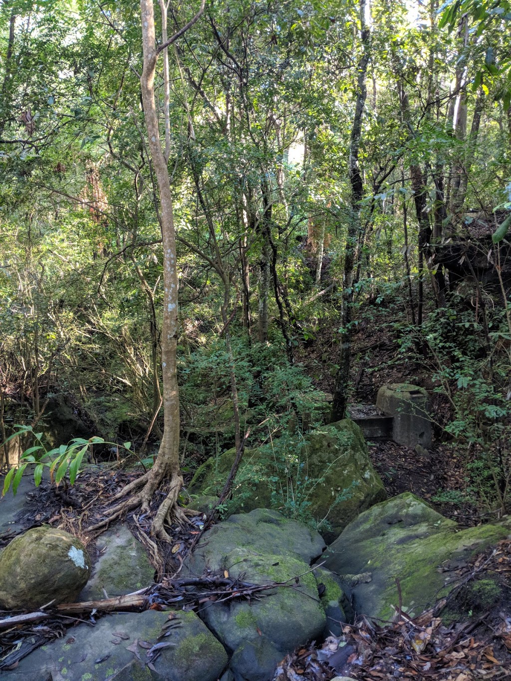 Sheldon Forest Walking Track | Pymble NSW 2073, Australia | Phone: (02) 9424 0000
