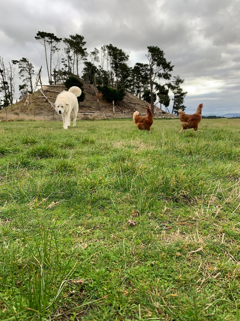Creswick Open Range Farm | 110 Wrigleys Rd, Creswick North VIC 3363, Australia | Phone: 0427 365 297