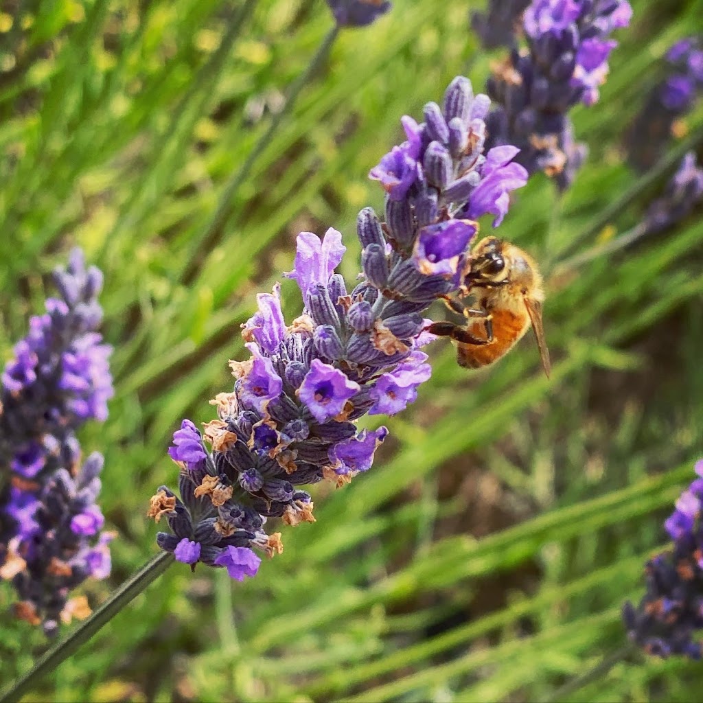 Red Hill Lavender Farm & Distillery |  | 284 Main Creek Rd, Main Ridge VIC 3928, Australia | 0407832412 OR +61 407 832 412