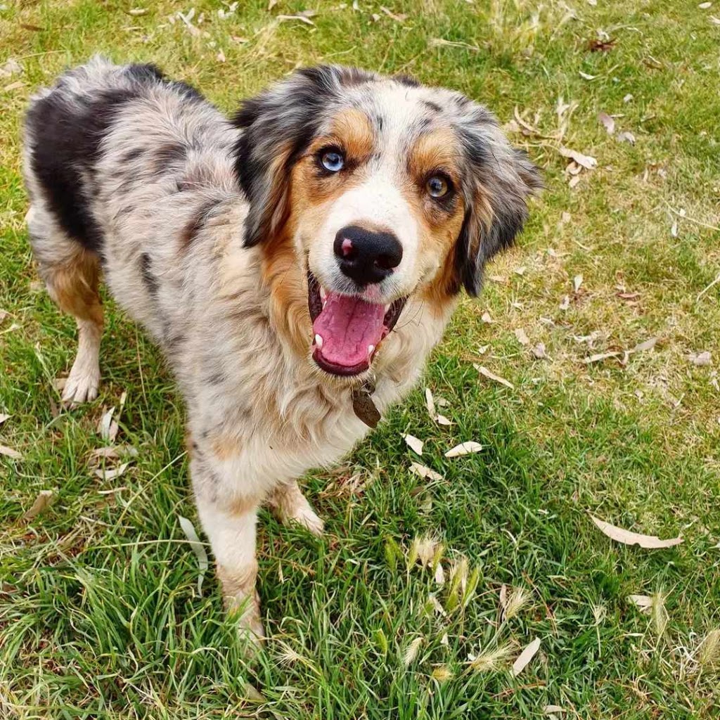 Rannoch View Border Collies | Blighty NSW 2713, Australia | Phone: 0417 288 149