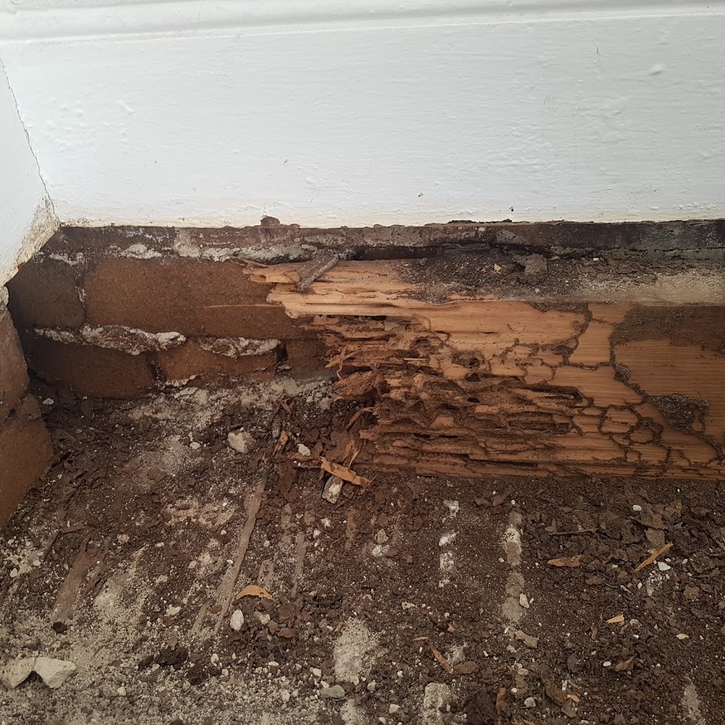 Bugs Or Us Pest Control - Forster | 37 Hawaii Ave, Forster NSW 2428, Australia | Phone: 0490 454 644
