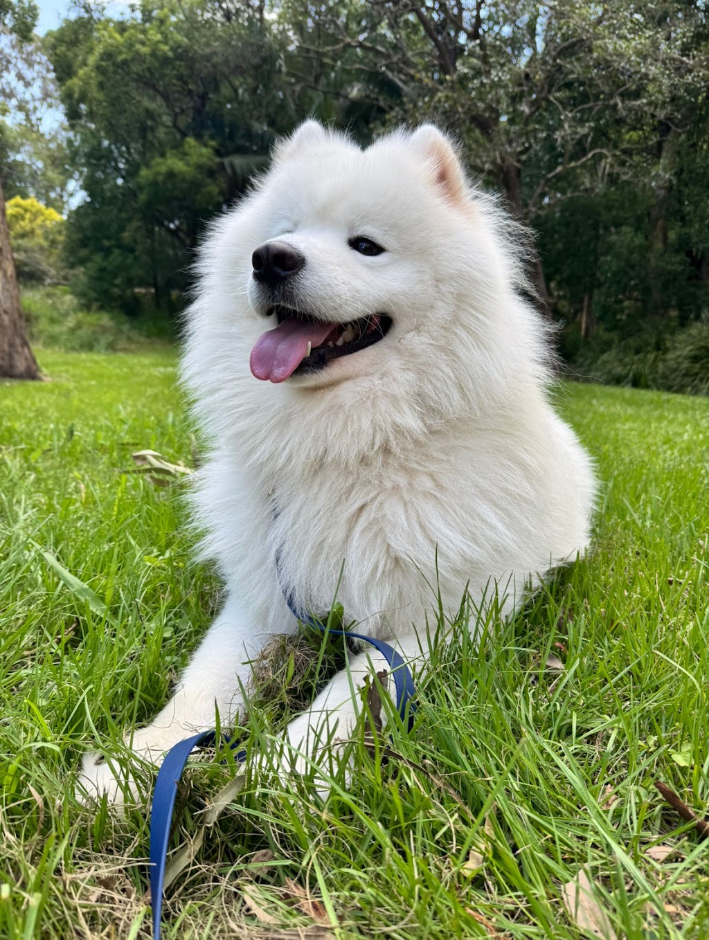 Bayside K9 Training | 36 Solway Cres, Carbrook QLD 4130, Australia | Phone: 0411 668 696