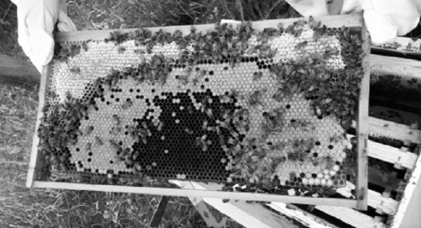 Becs BeeHive Beekeeping Supplies | 45 Trumpington Grove, Kallista VIC 3791, Australia | Phone: 0409 850 735