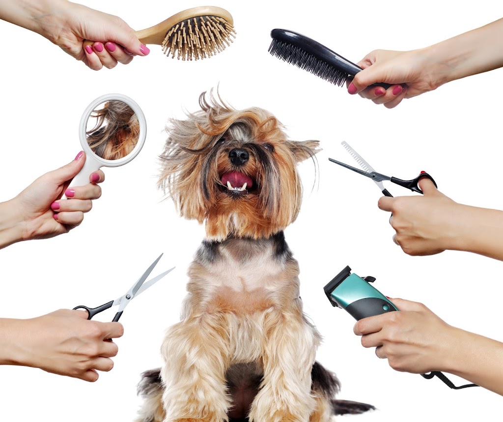 Dees Dazzling Doggies | 56a Brighton Rd, Glenelg East SA 5045, Australia | Phone: 0475 626 188