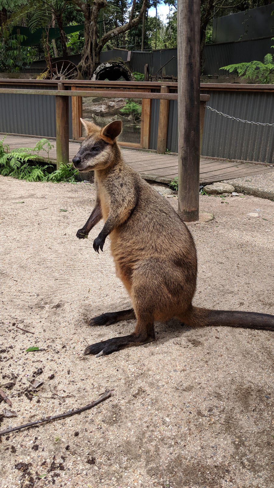 Kuranda Koala Gardens | zoo | 2-4 Rob Veivers Dr, Kuranda QLD 4881, Australia | 0740939953 OR +61 7 4093 9953