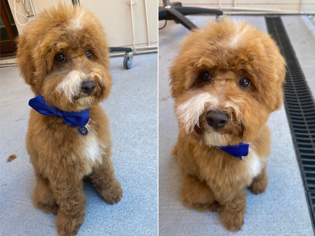 My Furry Tails Dog Grooming Studio | 67 Killeaton St, St Ives NSW 2075, Australia | Phone: 0422 611 035