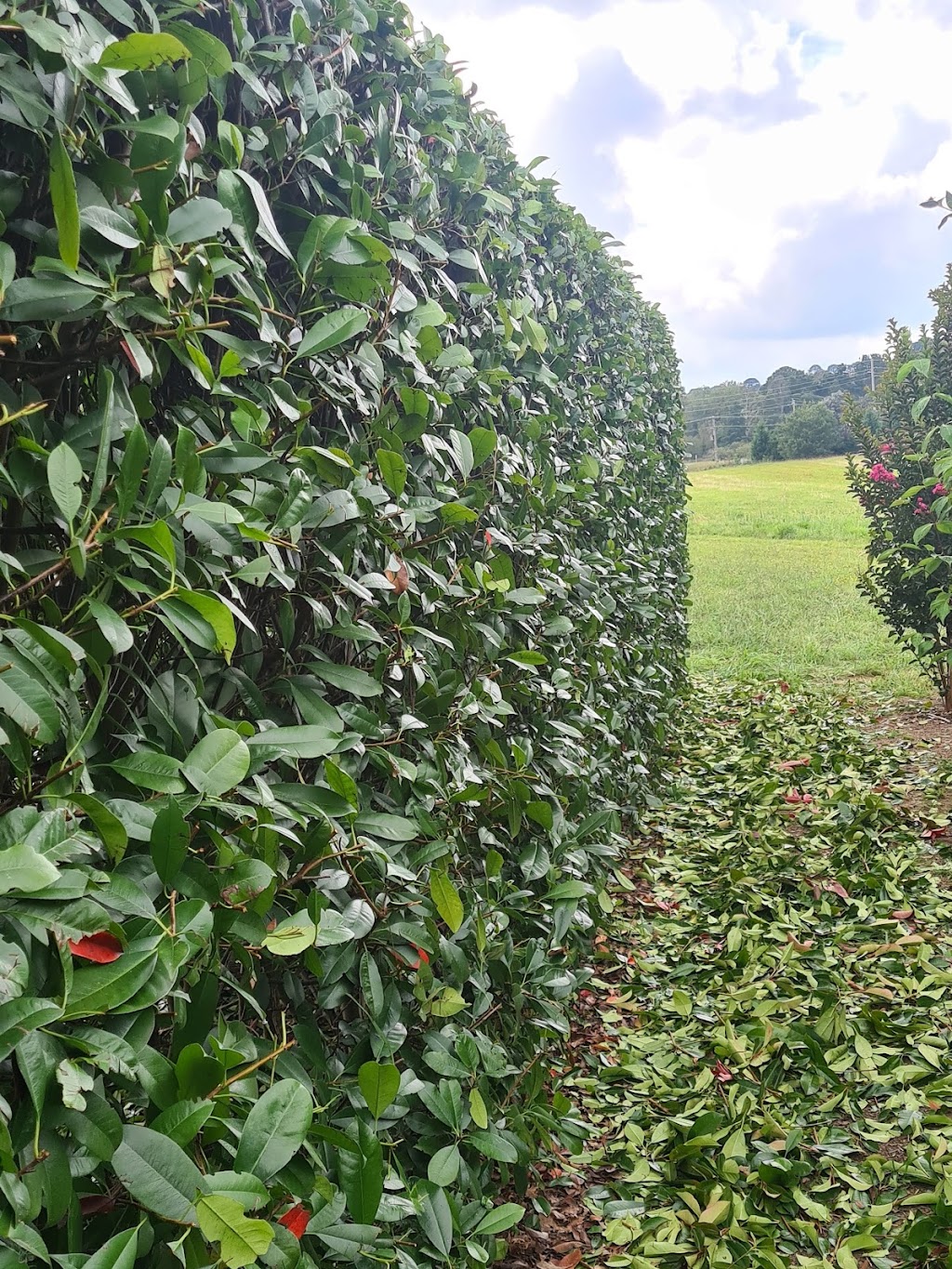 SAGE CUT Treeworks | 3C Biggera St, Braemar NSW 2575, Australia | Phone: 0416 177 223