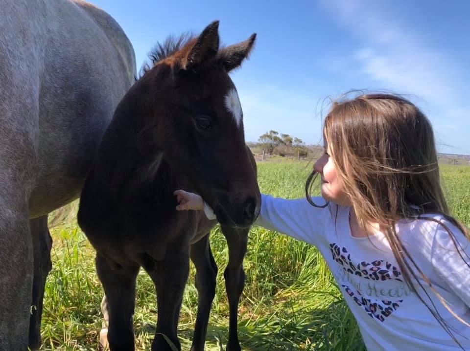 Rathmore Bloodstock & Lodge | 169 Bondleigh Rd, Rockleigh SA 5254, Australia | Phone: 0487 173 989