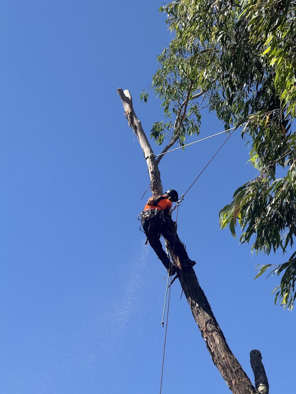 Davies Arboriculture | 135 Emerald-Monbulk Rd, Emerald VIC 3782, Australia | Phone: 0407 118 278