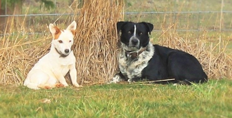 6D Leather | 135 High St, Russell Island QLD 4184, Australia | Phone: 0499 185 136