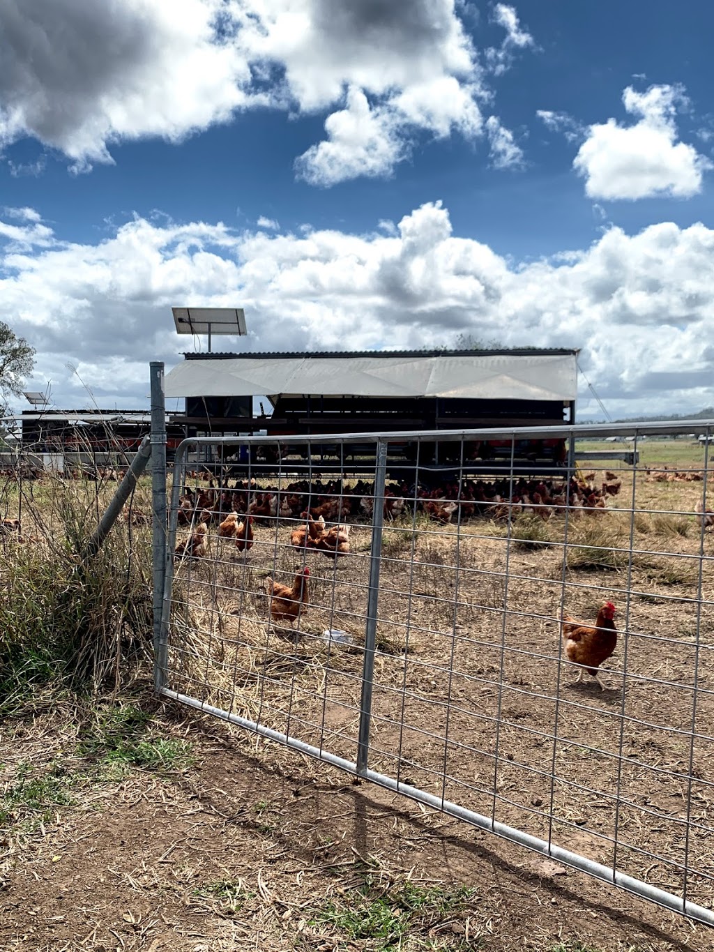 Forage Farms | food | 87 Mullaly Rd, Kybong QLD 4570, Australia | 0754835429 OR +61 7 5483 5429