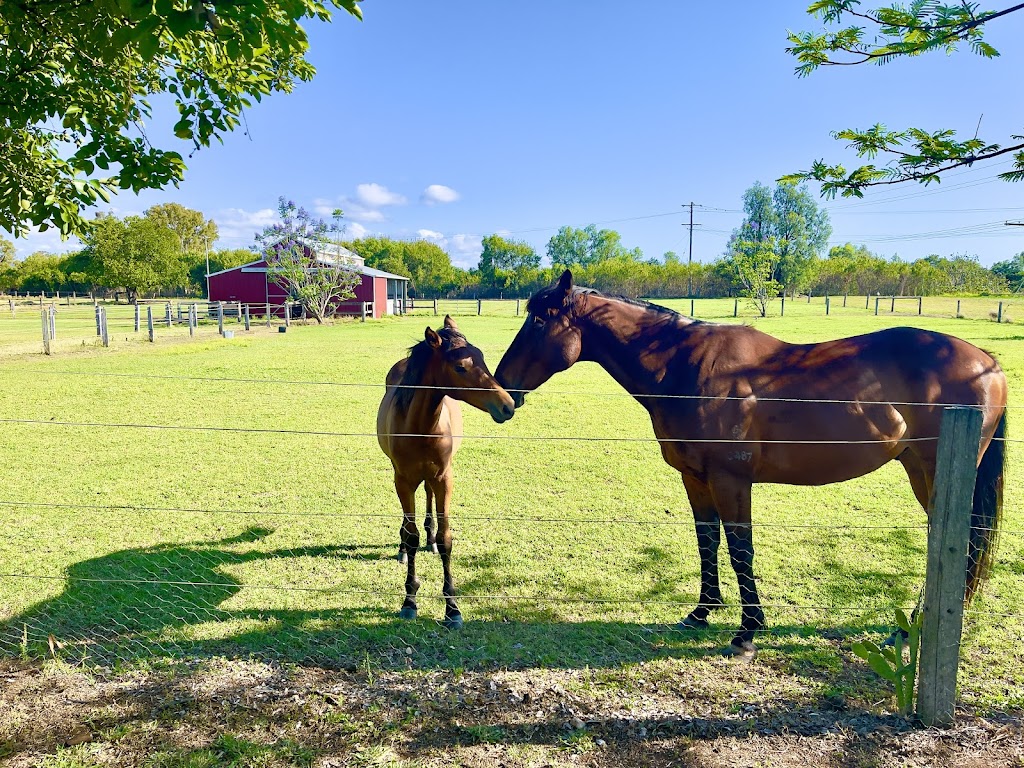 Ferdinands Equestrian | 41 Ferdinands Rd, Gatton QLD 4343, Australia | Phone: 0432 828 414