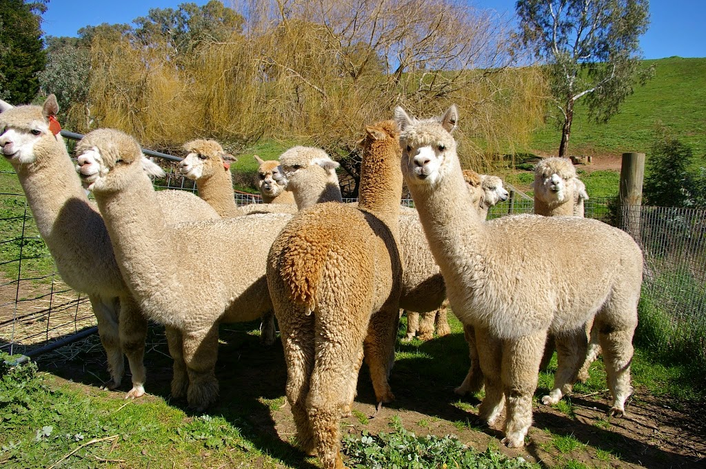 Stansbury Alpacas | food | 1927D North East Road, Inglewood SA 5133, Australia | 0408085916 OR +61 408 085 916
