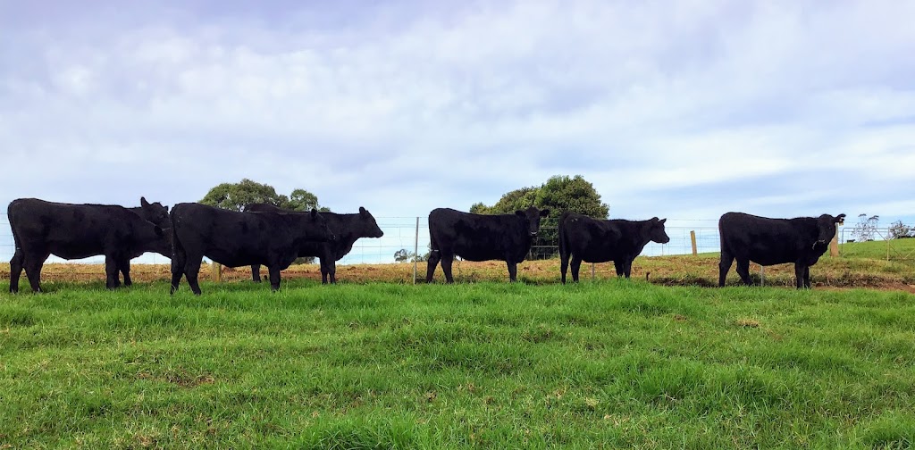 Tandara Angus Stud | 31 Paddys Plains Rd, North Dorrigo NSW 2453, Australia | Phone: (02) 6657 5275