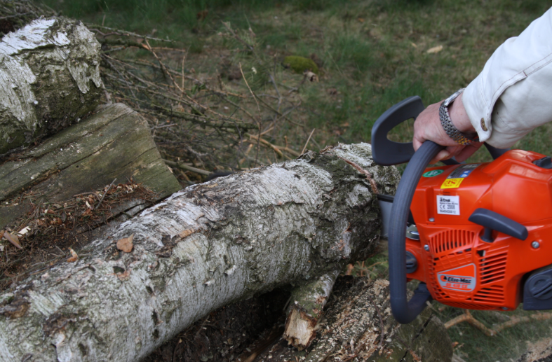 Caboolture Tree Removal North lakes | 3 Mason Ave, Kallangur QLD 4503, Australia | Phone: (07) 3064 0688