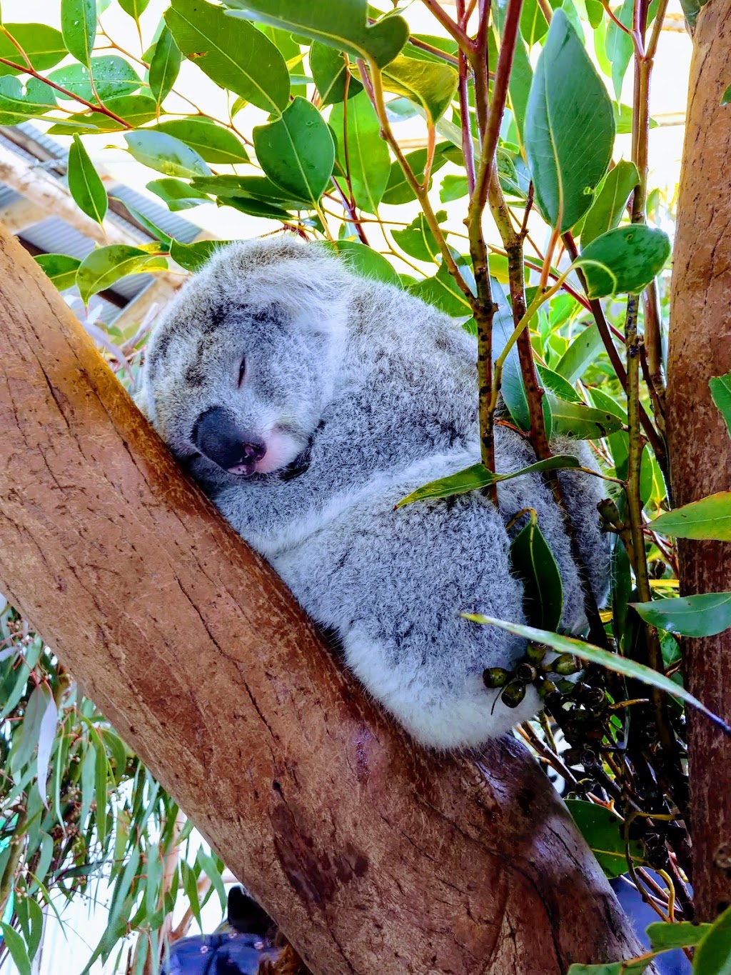 Oakvale Wildlife Park | zoo | 3 Oakvale Dr, Salt Ash NSW 2318, Australia | 0249826222 OR +61 2 4982 6222