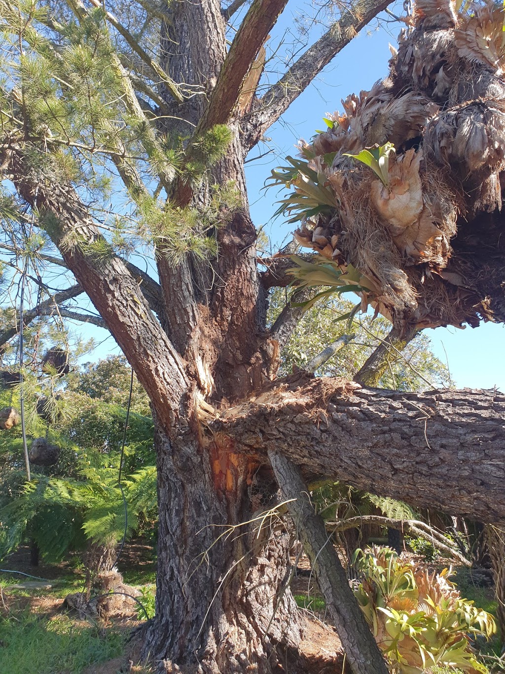 Ezi Cut Tree Services | Four Winds, 190 Bowral St, Bowral NSW 2576, Australia | Phone: 0411 891 146