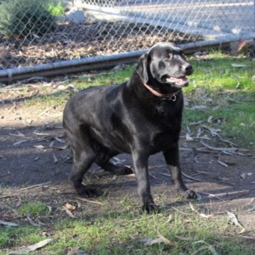 Beechworth Boarding Kennels and Cattery | 190 Library Rd, Beechworth VIC 3747, Australia | Phone: (03) 5728 2991