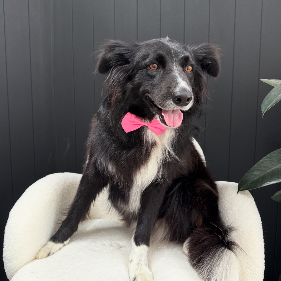Fresh Paws Co | Unit 2/8-10 Clarendon Rd, Drysdale VIC 3222, Australia | Phone: 0490 474 761