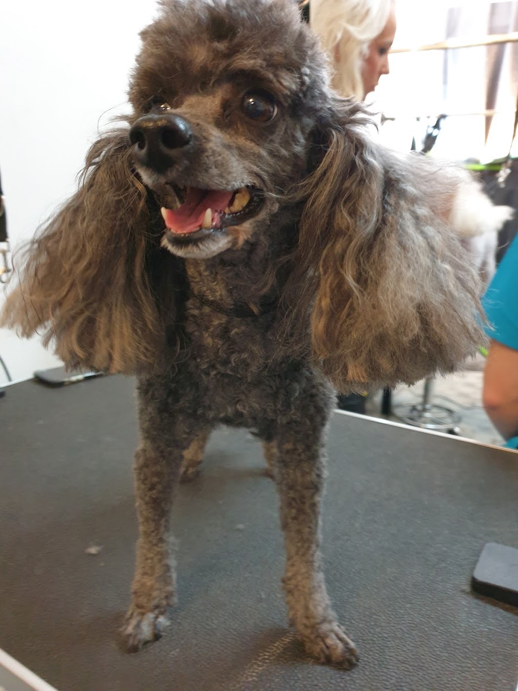 Fab Fur Dog Grooming | Candy Creek Rd, Guanaba QLD 4210, Australia | Phone: 0420 859 751