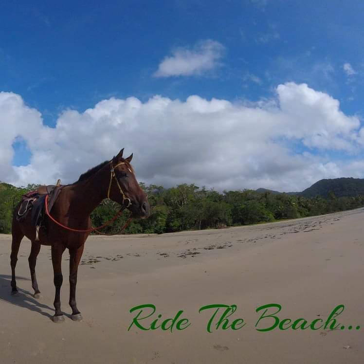 Cape Tribulation Horse Rides | 3831 Cape Tribulation Rd, Cape Tribulation QLD 4873, Australia | Phone: 1800 111 124