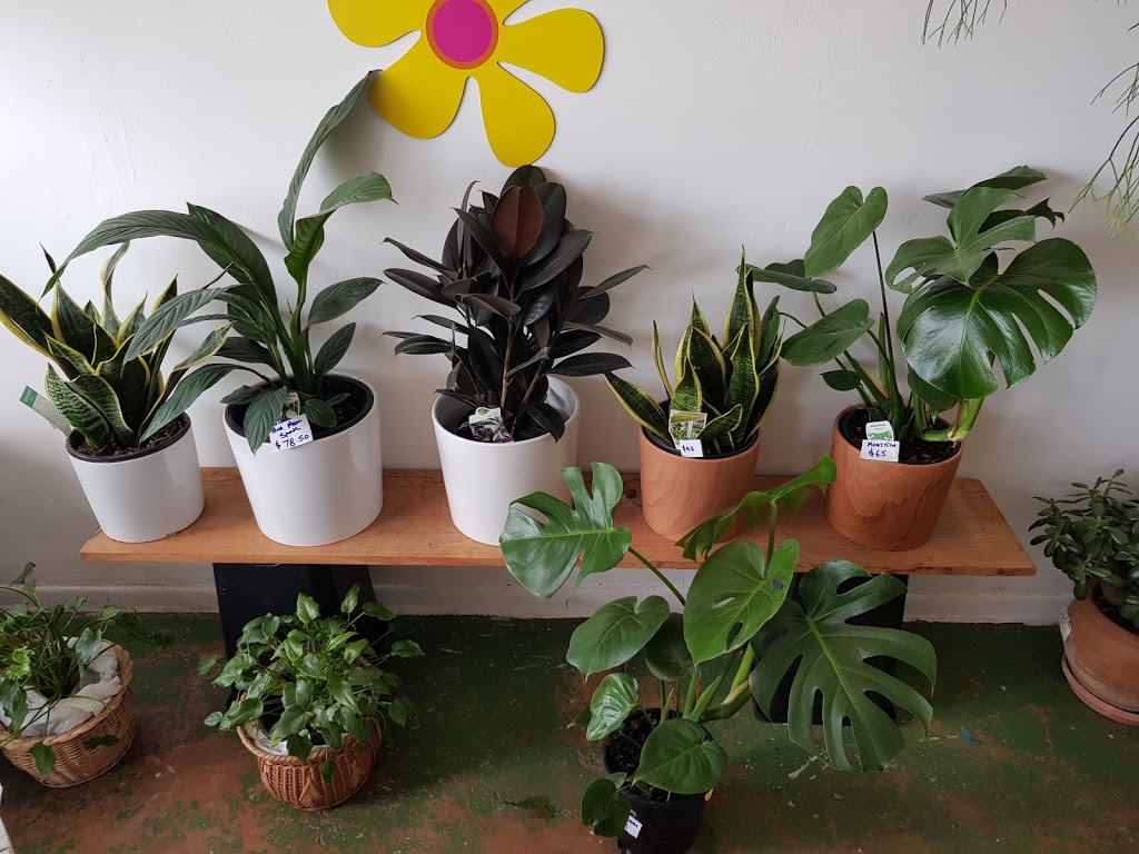 PLANTS R GO | 32 B Devon Rd, Pascoe Vale VIC 3044, Australia | Phone: 0413 997 593