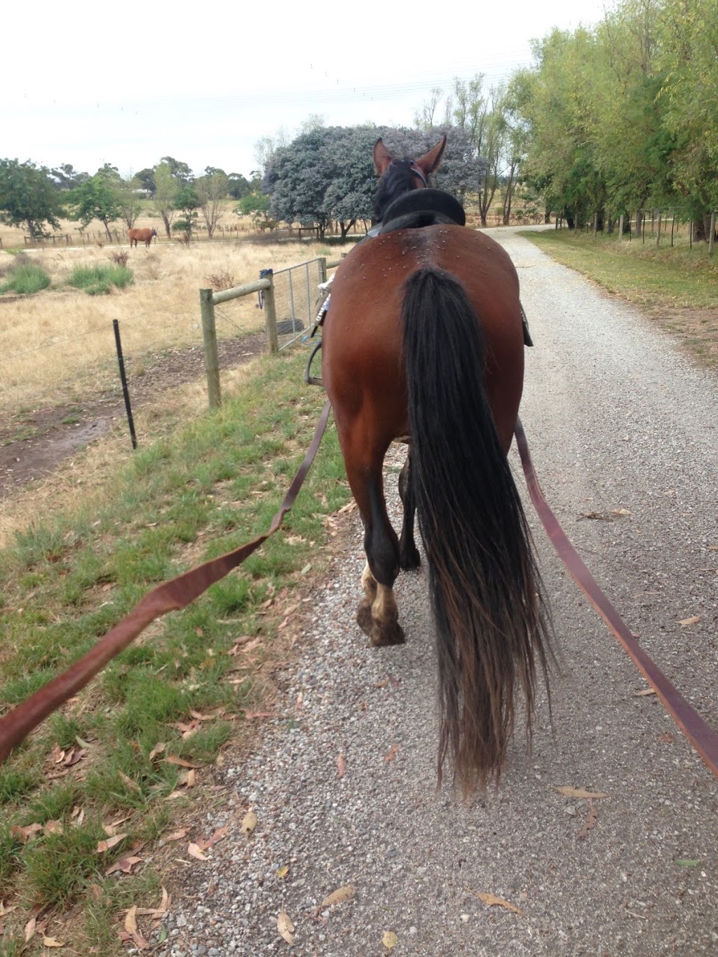 KW Horse Breaking & Training | 62 Double Jump Rd, Victoria Point QLD 4165, Australia | Phone: 0439 536 805