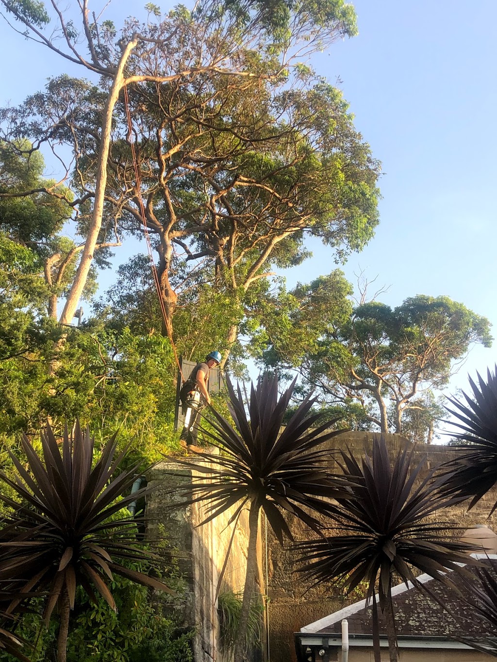 Tree removal sydney | 65 Carinya Rd, Picnic Point NSW 2213, Australia | Phone: 0415 341 717