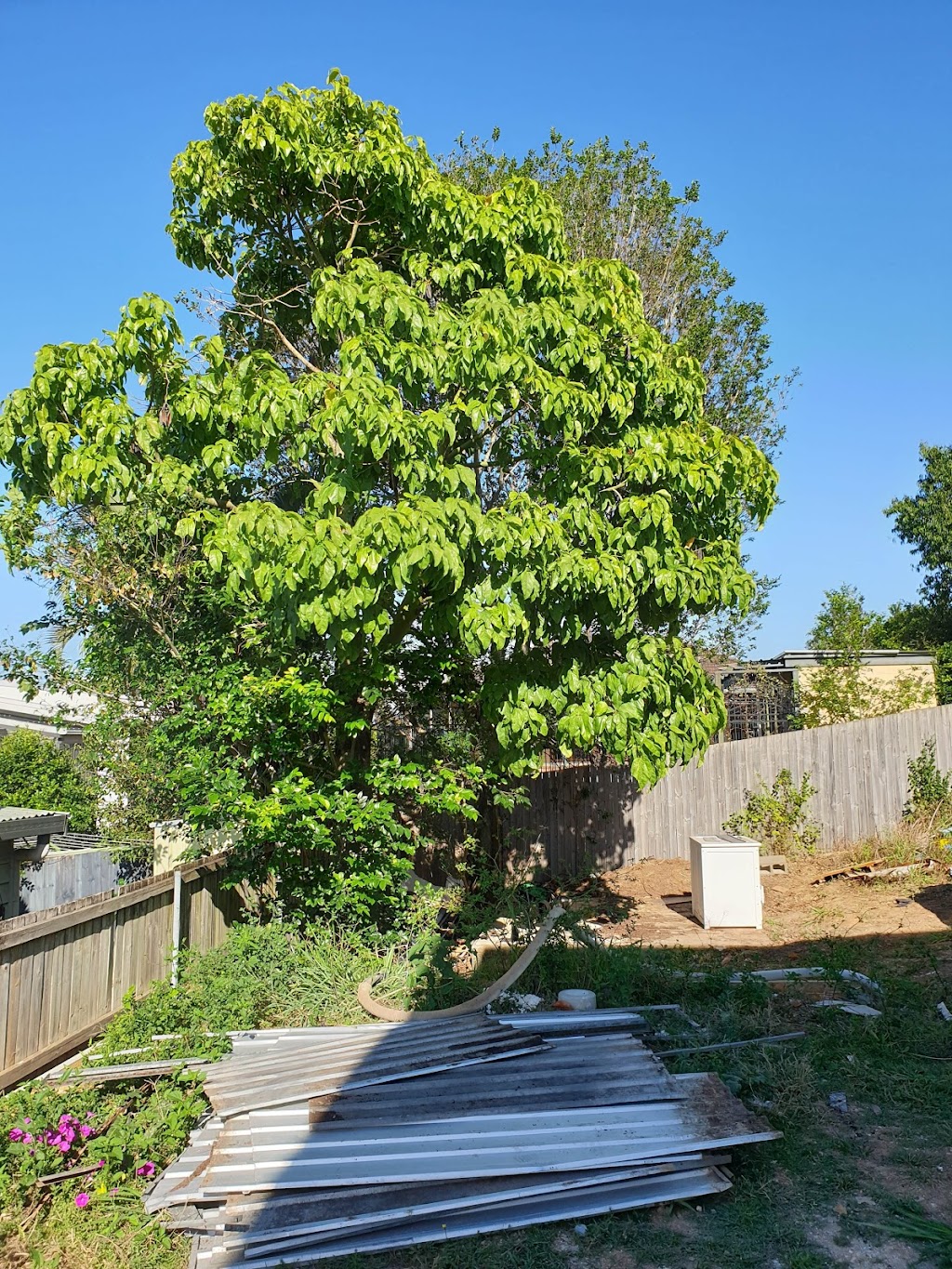Tree Smart Brisbane - Tree Lopping and Stump Grinding | 27 Bettson Blvd, Griffin QLD 4503, Australia | Phone: 0487 369 639