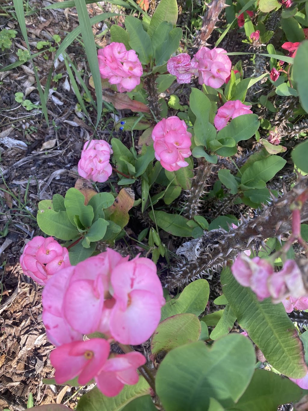 ISLAND HORTICULTURE ACPS | 12 Cooee Cres, Macleay Island QLD 4184, Australia | Phone: (07) 3409 4152