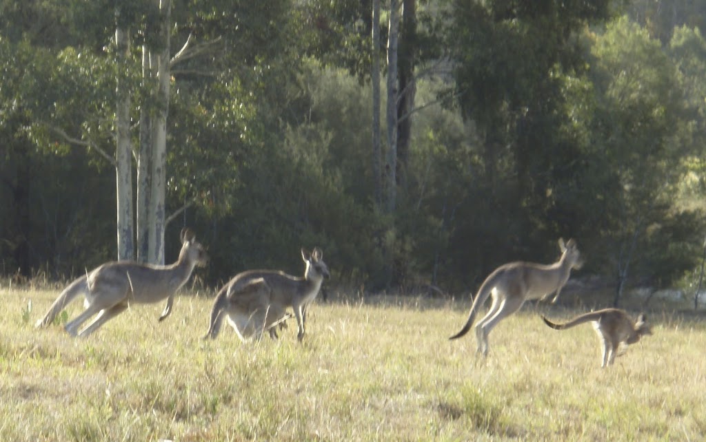 Brokenback Back Views Homestead | Lot 147/1620 Broke Rd, Pokolbin NSW 2320, Australia | Phone: (02) 8840 2852