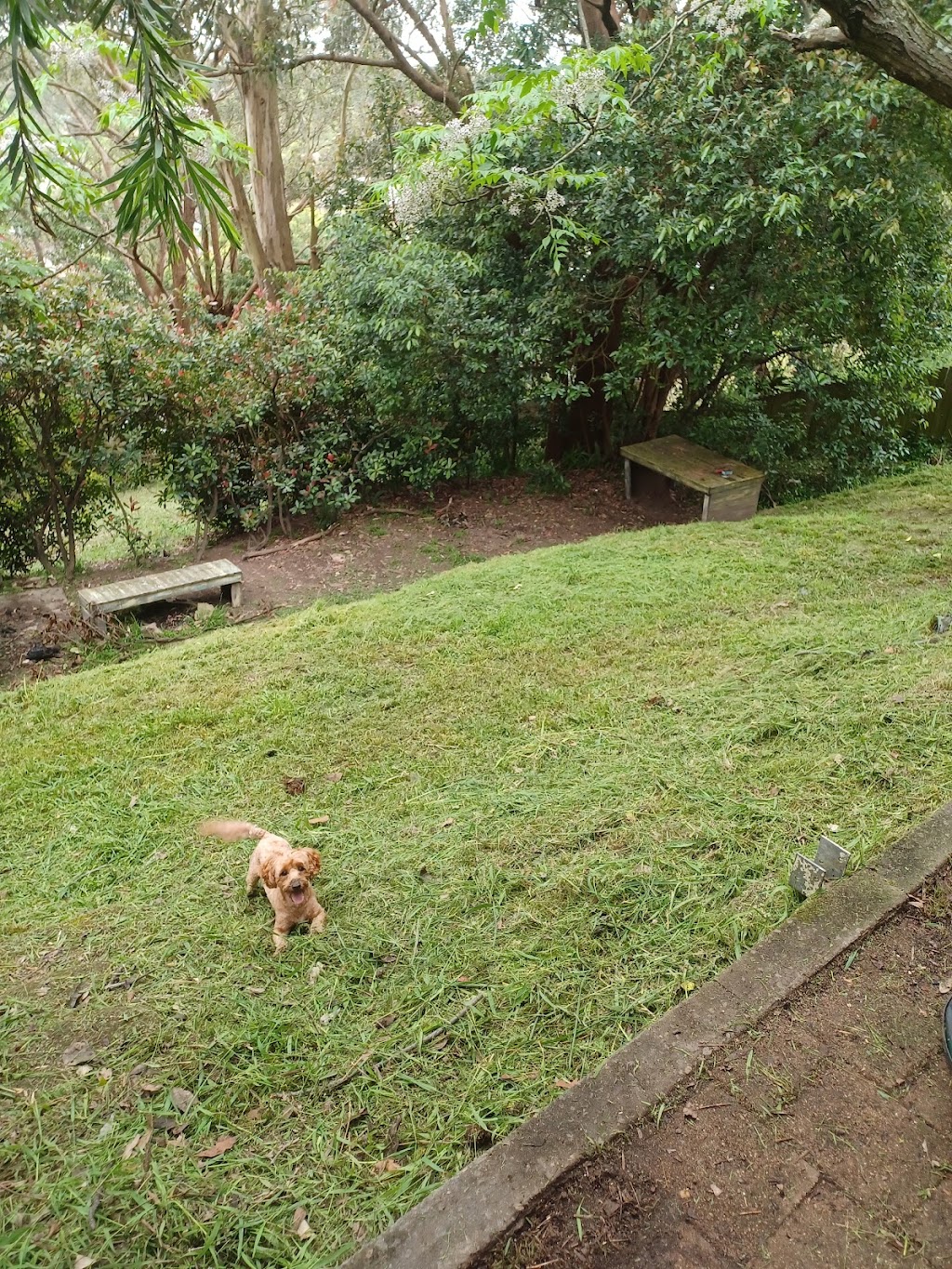 Gringo Yard And Garden Maintenance | 73 Janet St, North Lambton NSW 2299, Australia | Phone: 0468 688 967
