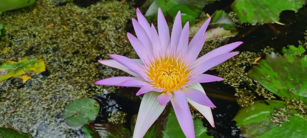 Water Lillies at Tamborine | 311 Tamborine Mountain Rd, Tamborine QLD 4270, Australia | Phone: 0408 021 601