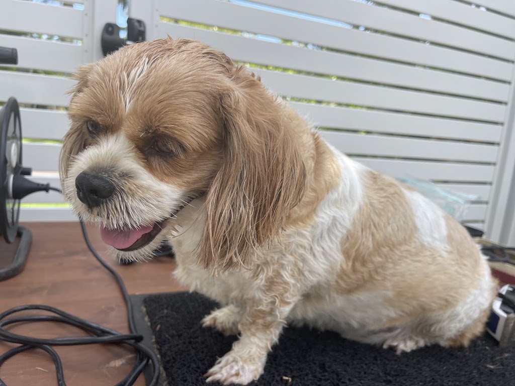 Summer Cuts Dog Grooming | 146 Bishop Rd, Beachmere QLD 4510, Australia | Phone: 0432 366 702