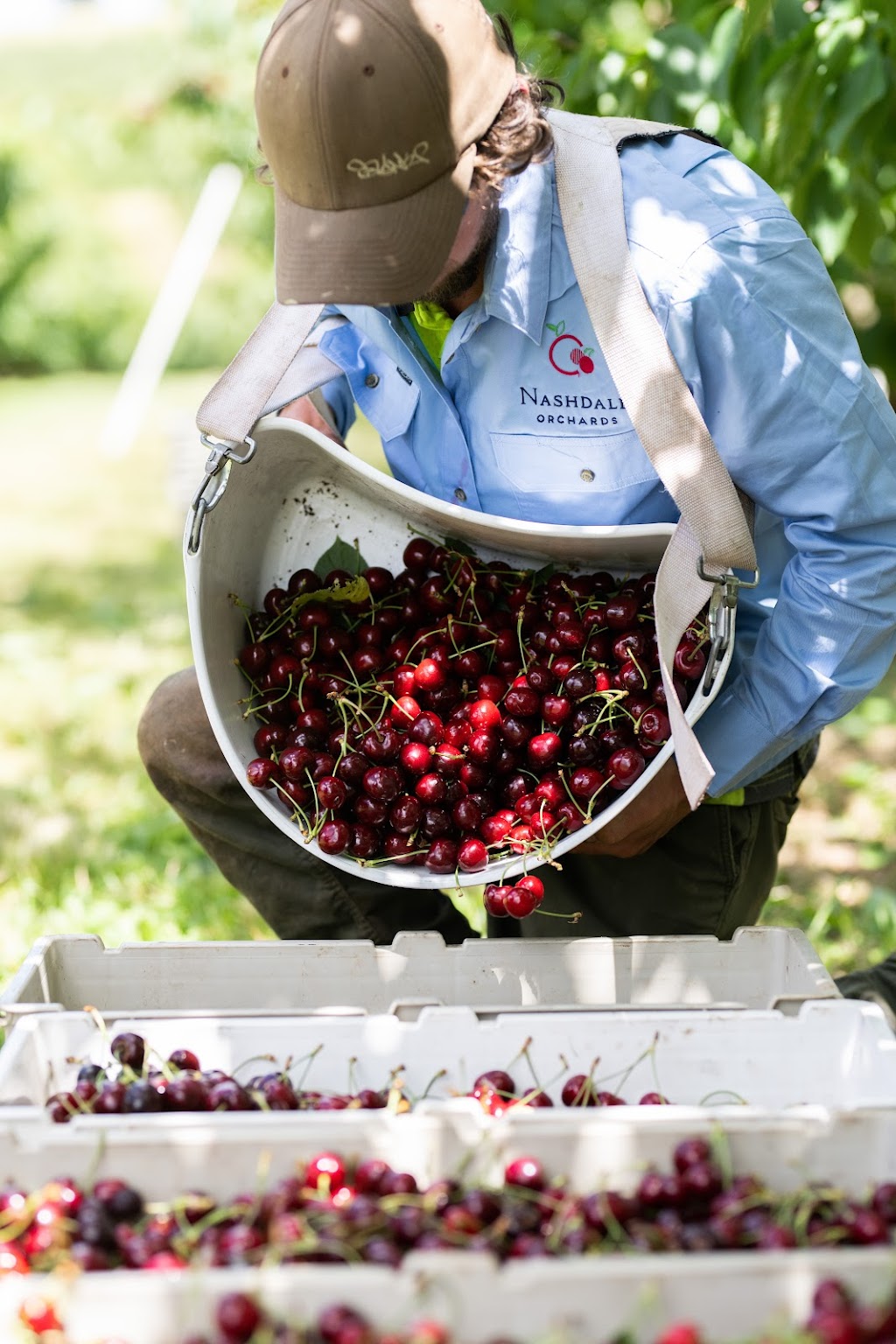 Nashdale Orchards | 59 Stanford Rd, Canobolas NSW 2800, Australia | Phone: 0427 067 105