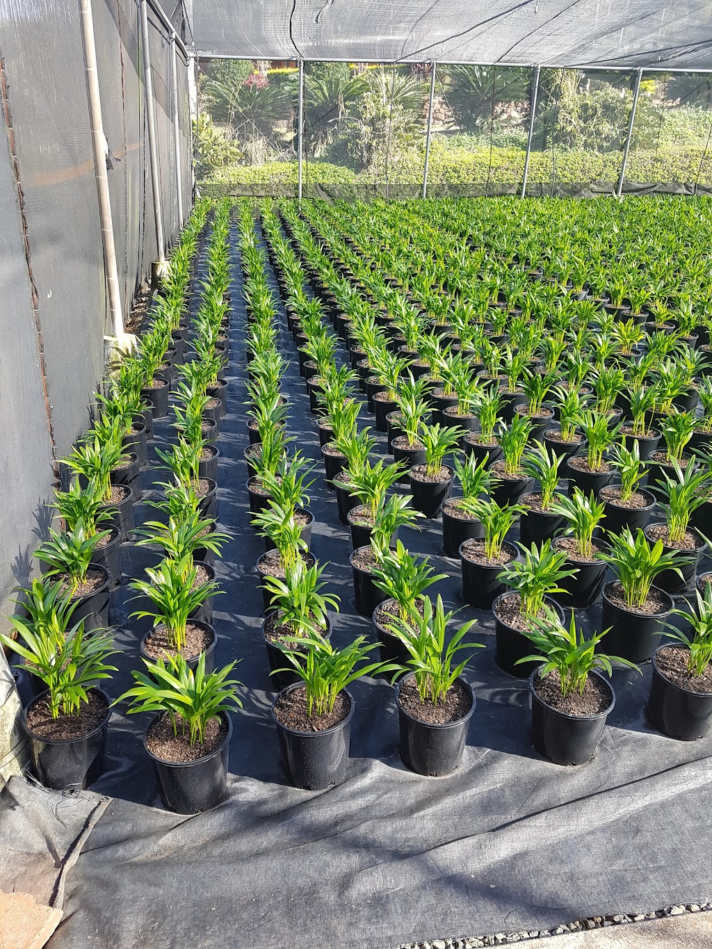 Lizard Mountain Nursery |  | 67 Groves Rd, Bungundarra QLD 4703, Australia | 0749397008 OR +61 7 4939 7008