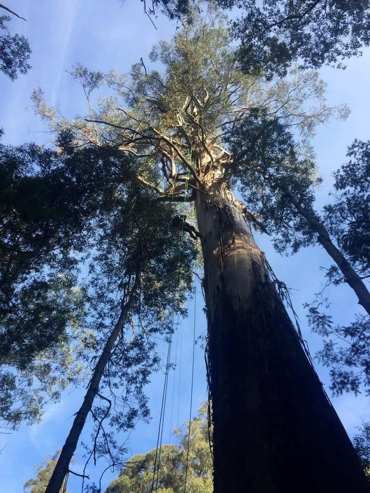 CNE Tree Services | 59 Jackson Ave, Sale VIC 3850, Australia | Phone: 0433 079 671