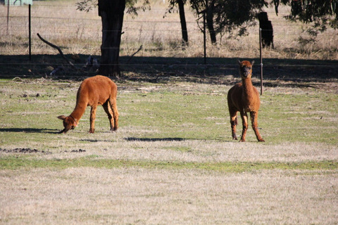 Beechworth Boarding Kennels and Cattery | 190 Library Rd, Beechworth VIC 3747, Australia | Phone: (03) 5728 2991