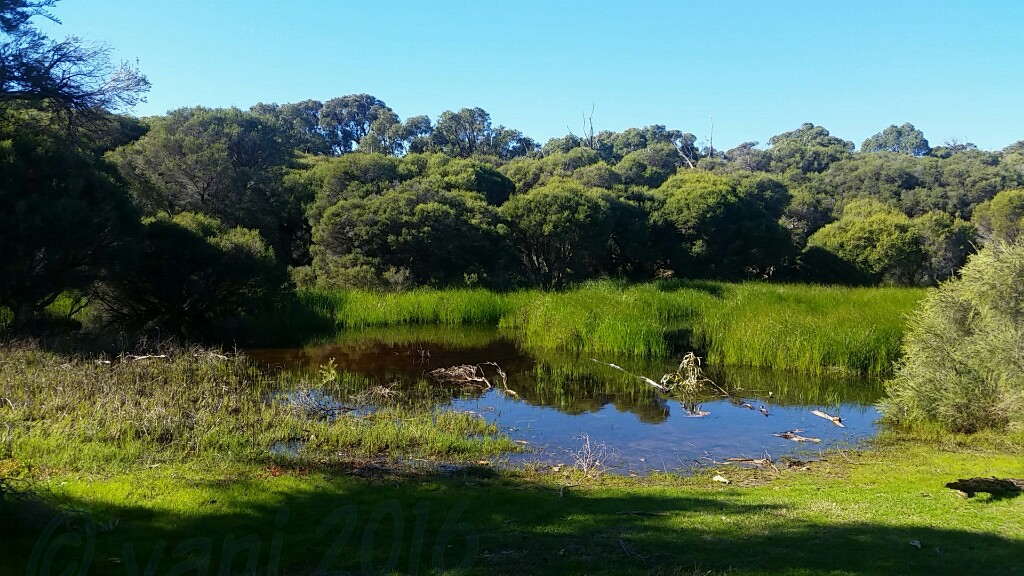 Star Swamp Bushland Reserve | park | Groat St, North Beach WA 6020, Australia | 0894207207 OR +61 8 9420 7207