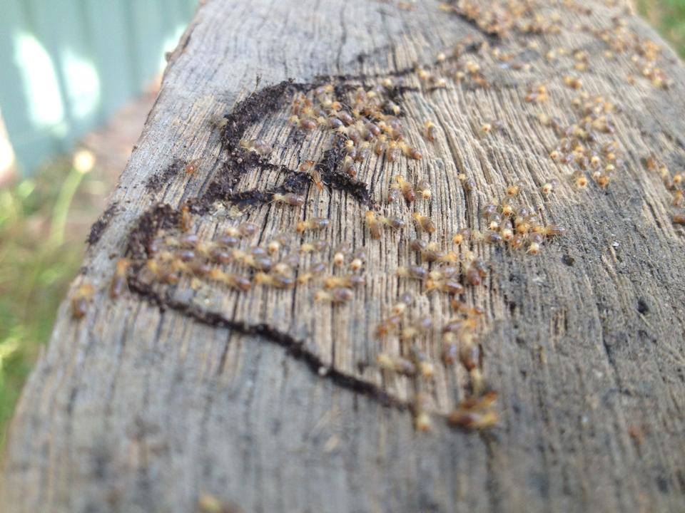 Master Kill Pest Control Maitland | S Seas Dr, Ashtonfield NSW 2323, Australia | Phone: 0447 342 230